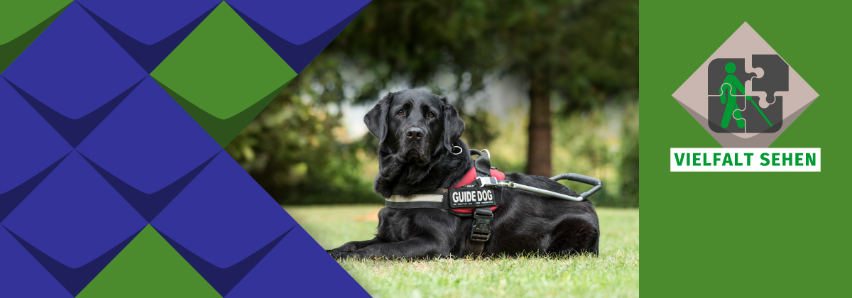 Ein schwarzer Labrador mit Führgeschirr liegt auf einem grünen Rasen.