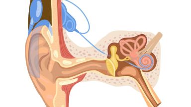 Ein Ohr mit dem Cochlea-Implantat ist zu sehen.