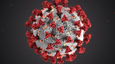 Das Corona-Virus